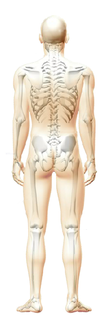 Skeleton Image